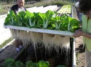What Is Aquaponics | The olleys Blog
